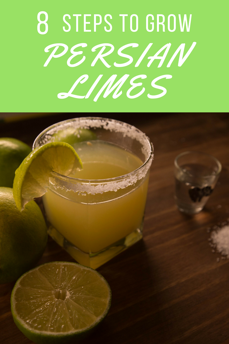 Eight Steps to Growing Persian Lime Trees in Containers