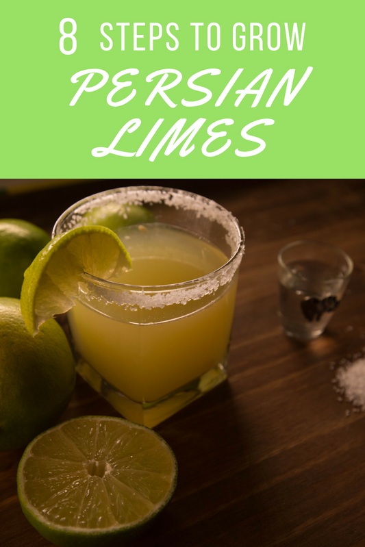 Eight Steps to Growing Persian Lime Trees in Containers