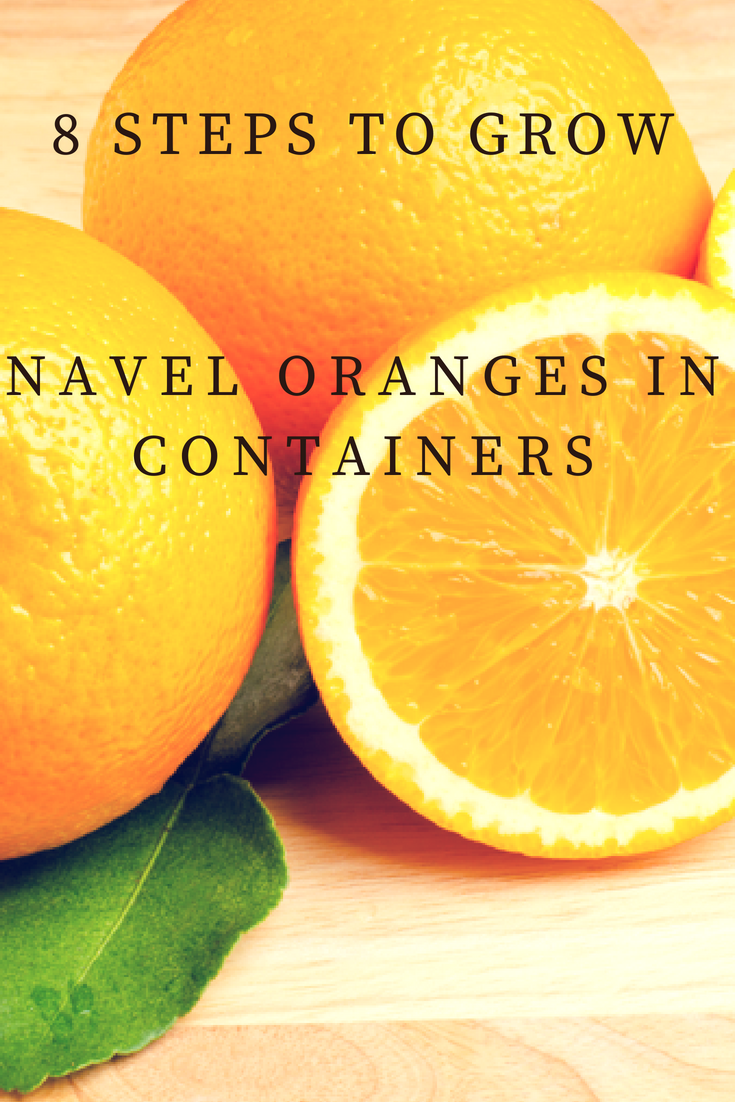 How to Grow Navel Oranges in 8 Steps