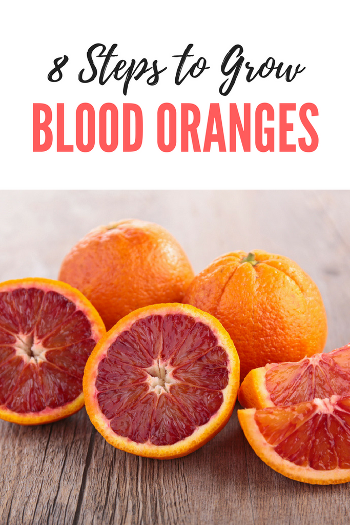 How to Grow Blood Oranges in 8 Steps