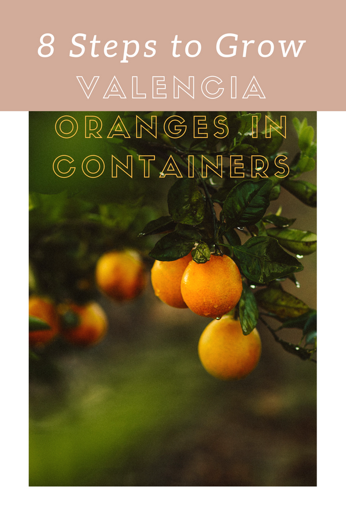 How to Grow Valencia Oranges