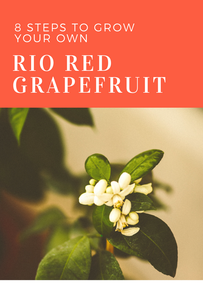 How to Grow Rio Red Grapefruits in 8 Steps