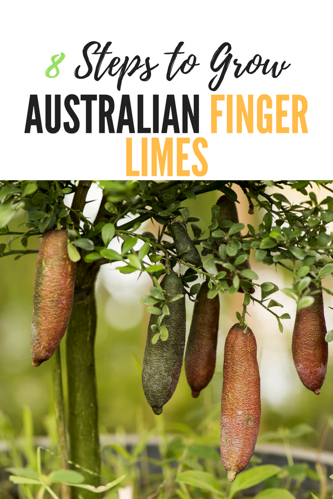 How to Grow Australian Finger Limes in 8 Steps