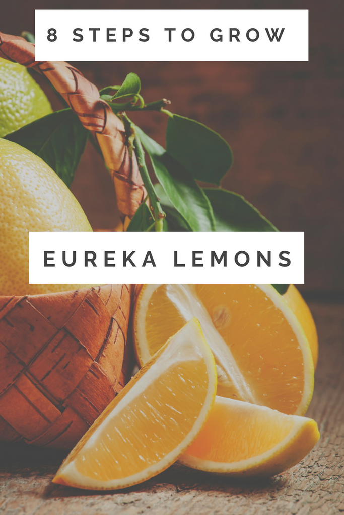 How to Grow Eureka Lemons in 8 Steps
