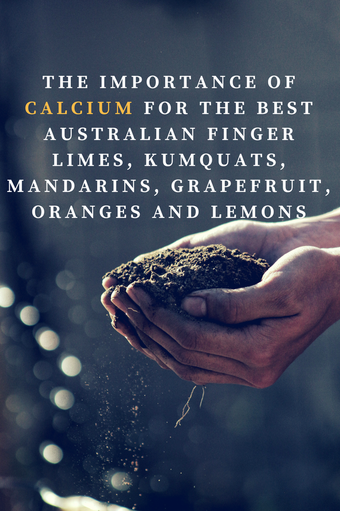 The Important of Calcium in Citrus Plants and Trees