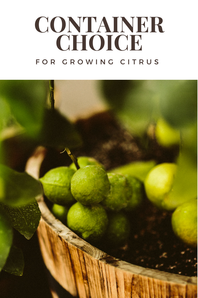 Growing Citrus in Containers