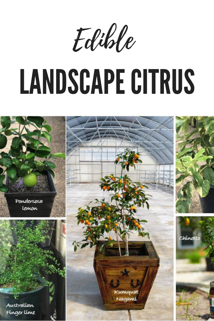 Edible Landscape Citrus Trees