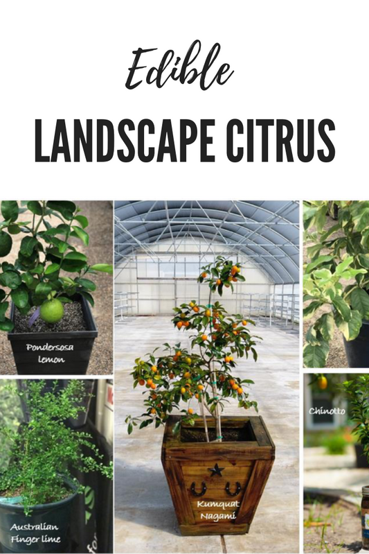 Edible Landscape Citrus Trees