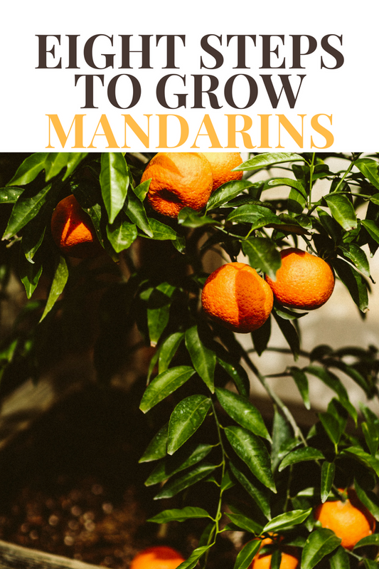 How to Grow Mandarin oranges in 8 Steps