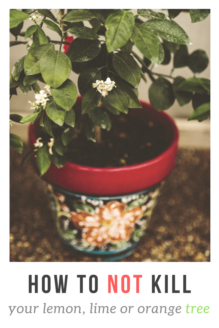 How to Not Kill Your Lemon, Lime, or Orange Tree