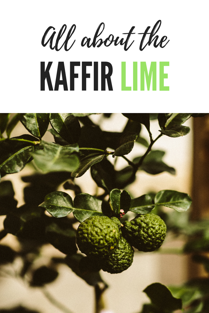 All about the Kaffir Lime