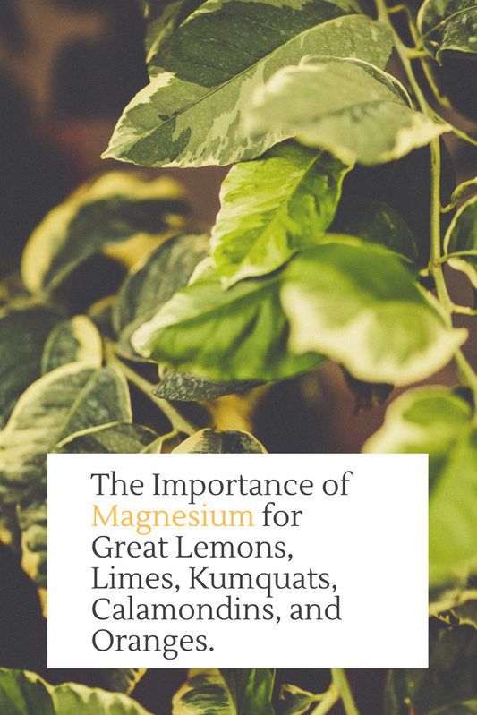 The Importance of Magnesium for Citrus Trees and Plants