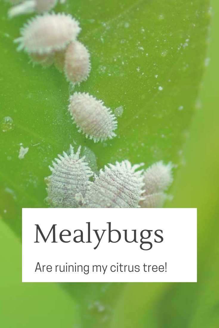 Mealy bugs are destroying my young citrus! What do I do?