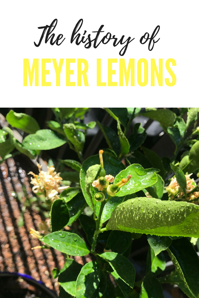 The History of Meyer Lemons
