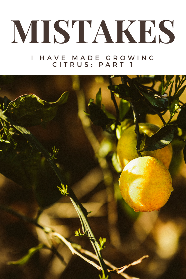 Growing Citrus Tree Mistakes