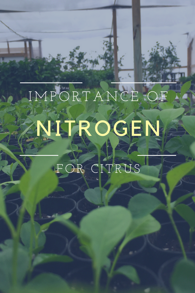 The Importance of Nitrogen for Citrus