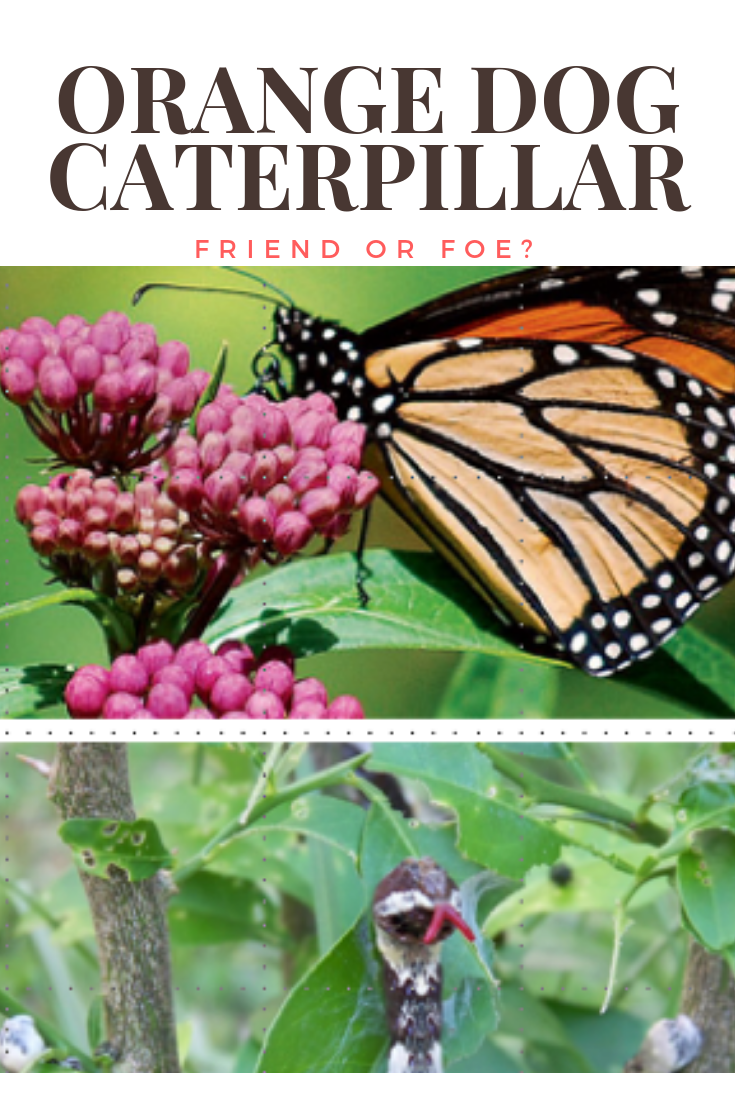 About the Orange Dog Caterpillar and its effect on citrus trees