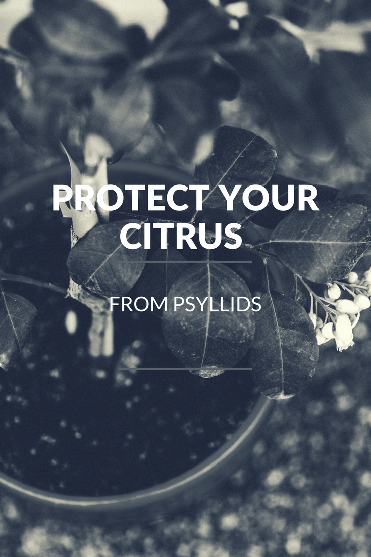 How to Protect Your Citrus from Psyllids