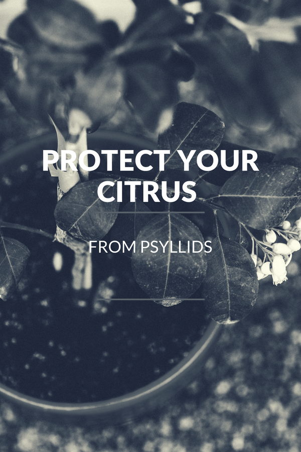 How to Protect Your Citrus from Psyllids