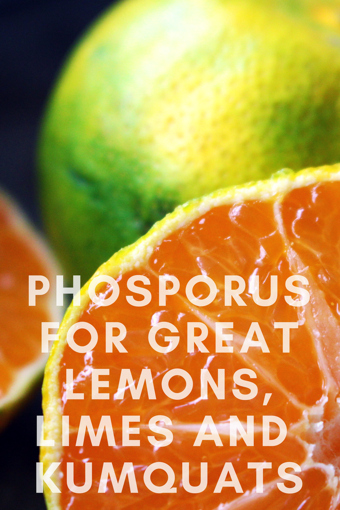 The Importance of Phosphorous for Citrus Plants and Fruit