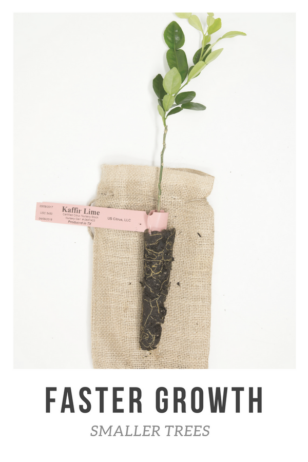 Fast-Growing Micro-Budded Citrus Trees at US Citrus