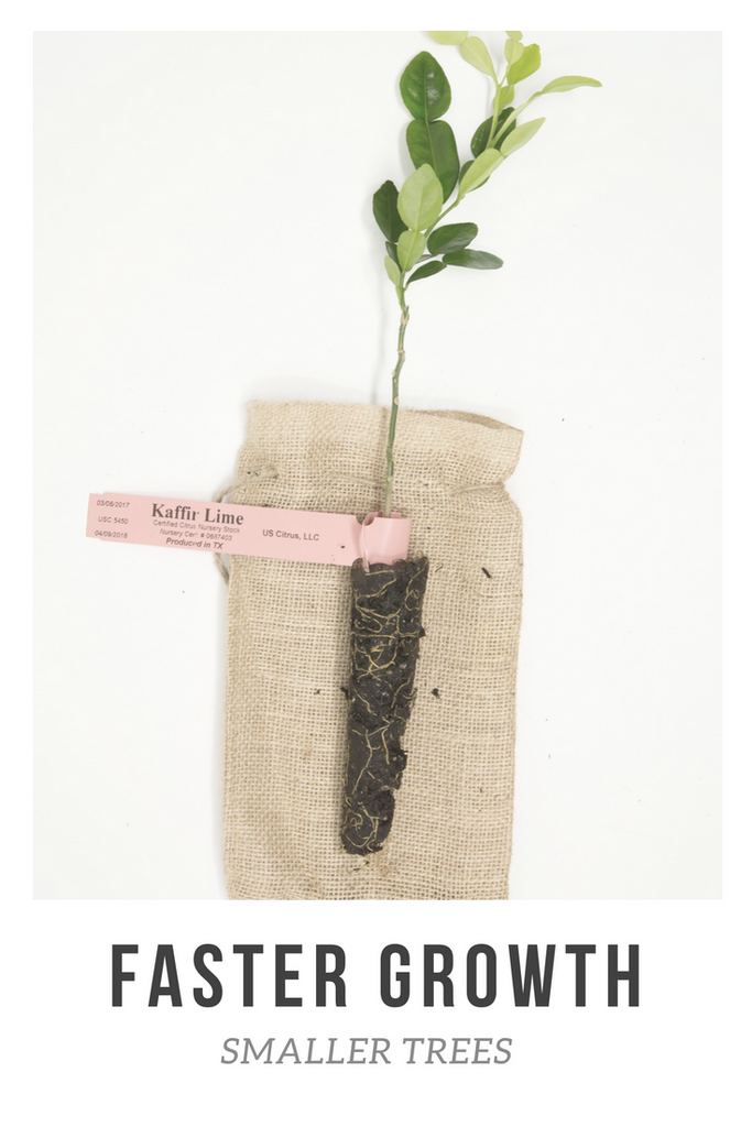 Fast-Growing Micro-Budded Citrus Trees at US Citrus