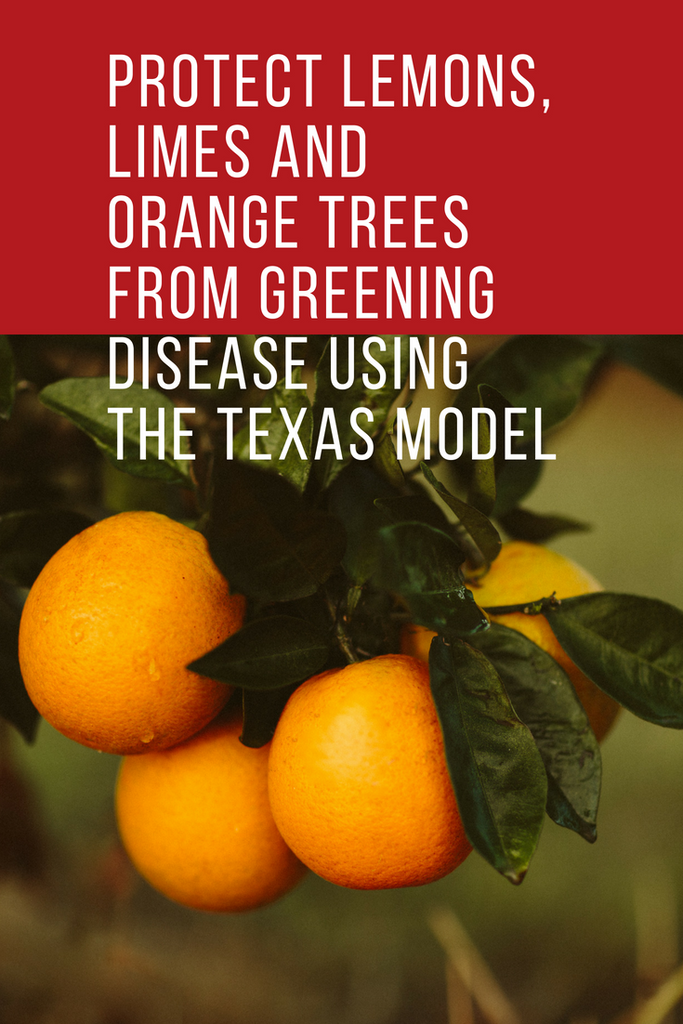 Protect Lemons, Limes and Oranges from Greening with The Texas Model