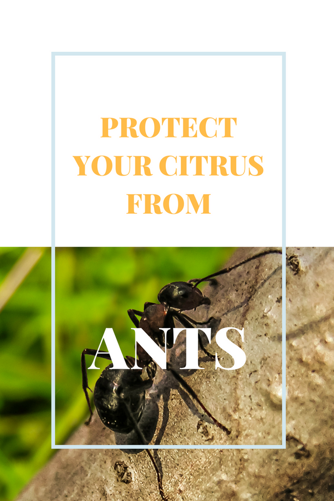 How to Protect Your Citrus from Ants