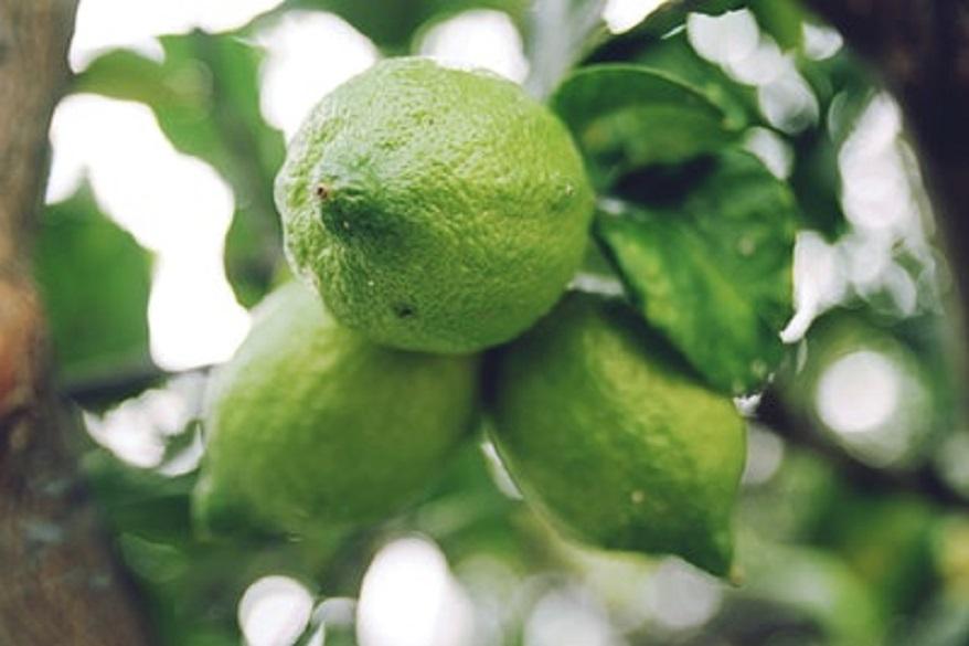 Growing an Australian Finger Lime Tree