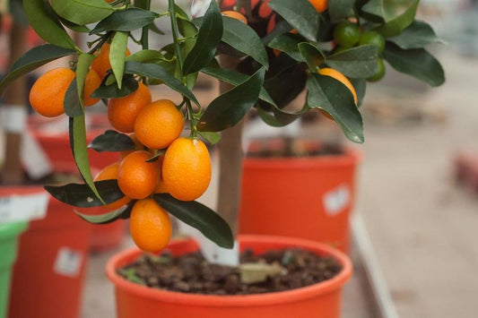 Calamondin Orange Tree Tips