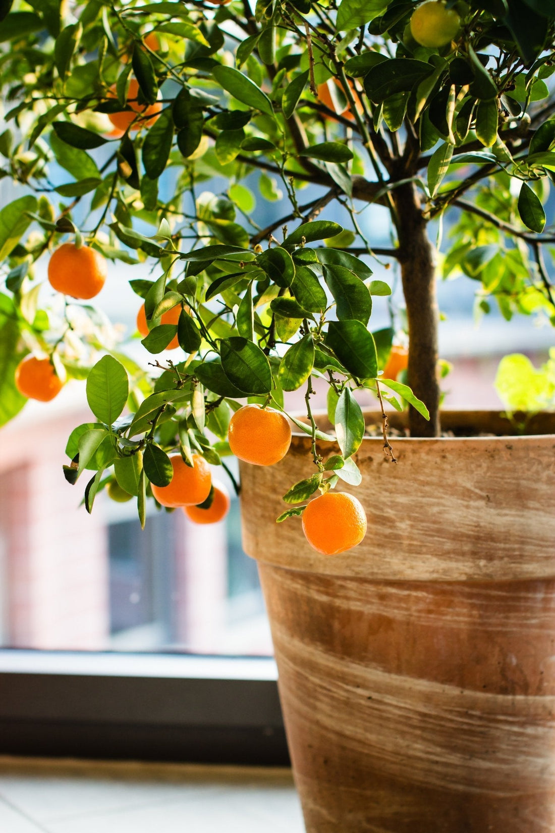 Calamondin Tree