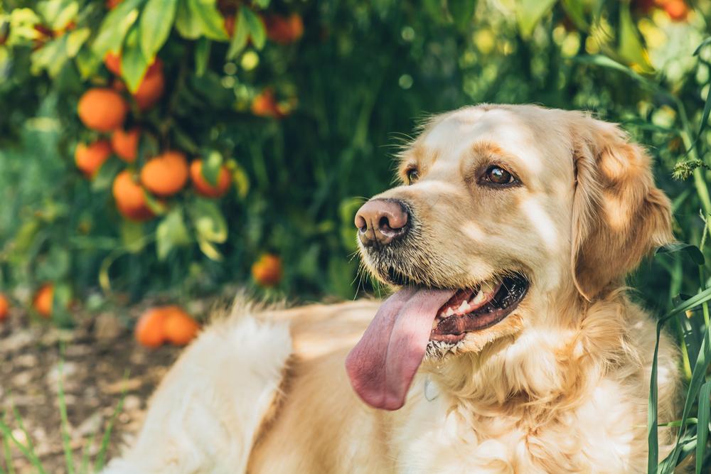 Dogs and Citrus Poisoning