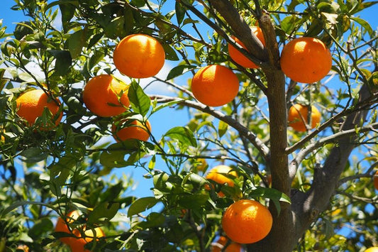 Citrus Fertilizer: A Guide to Fertilizing Your Trees