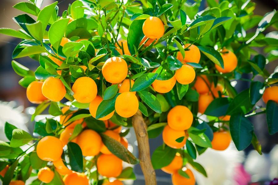 Citrus Fruit Tree Varieties