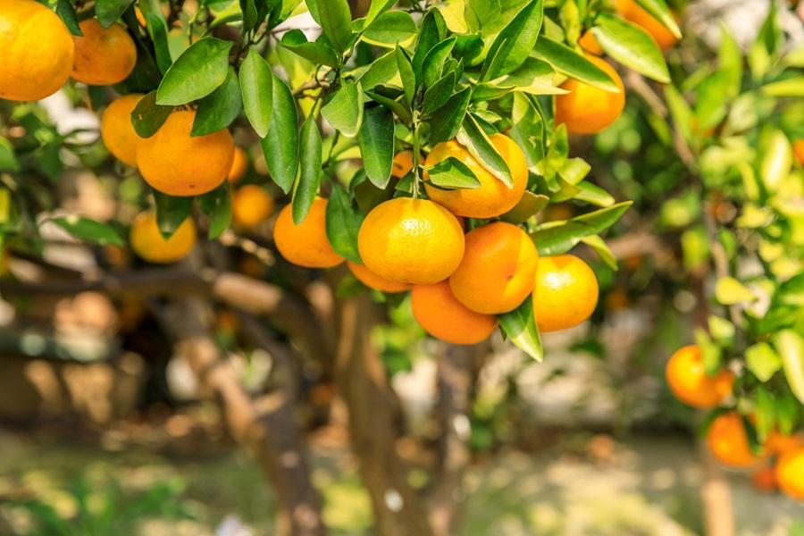 Citrus Fruit Trees