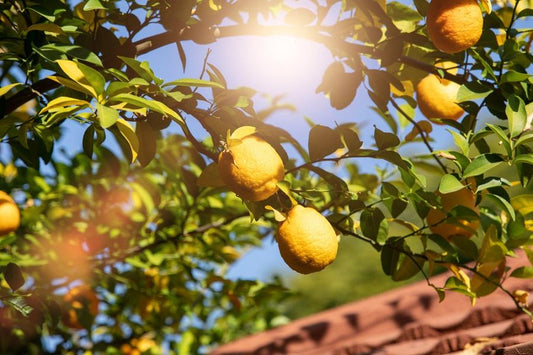 Citrus Growing in Light
