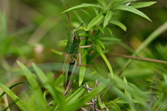 Common Citrus Pests and How to Stop Them