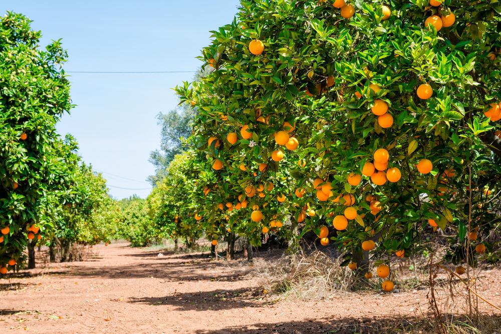 Citrus Tree Grove