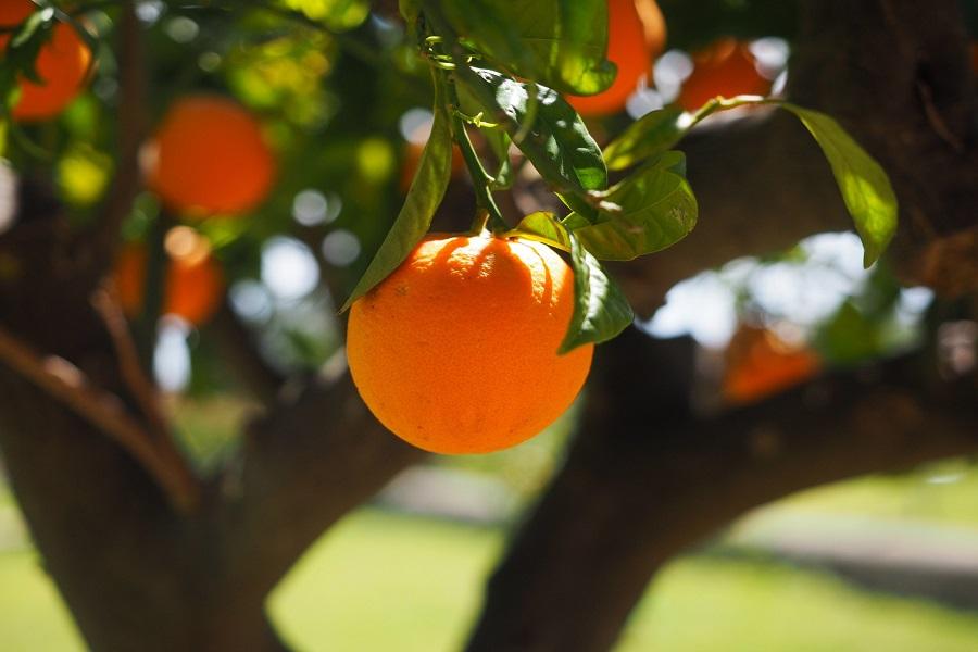 Citrus Tree Growing