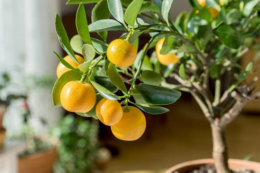 Citrus Tree in a Pot