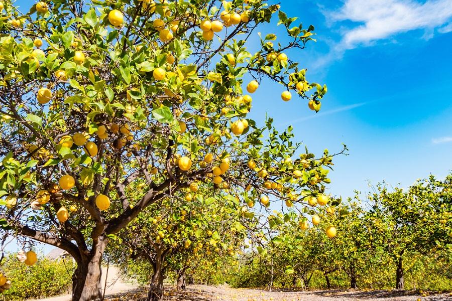 Citrus Tree Problems