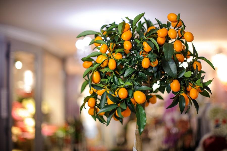 Grow and Care for Indoor Citrus Trees