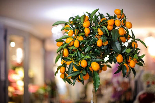 Grow and Care for Indoor Citrus Trees