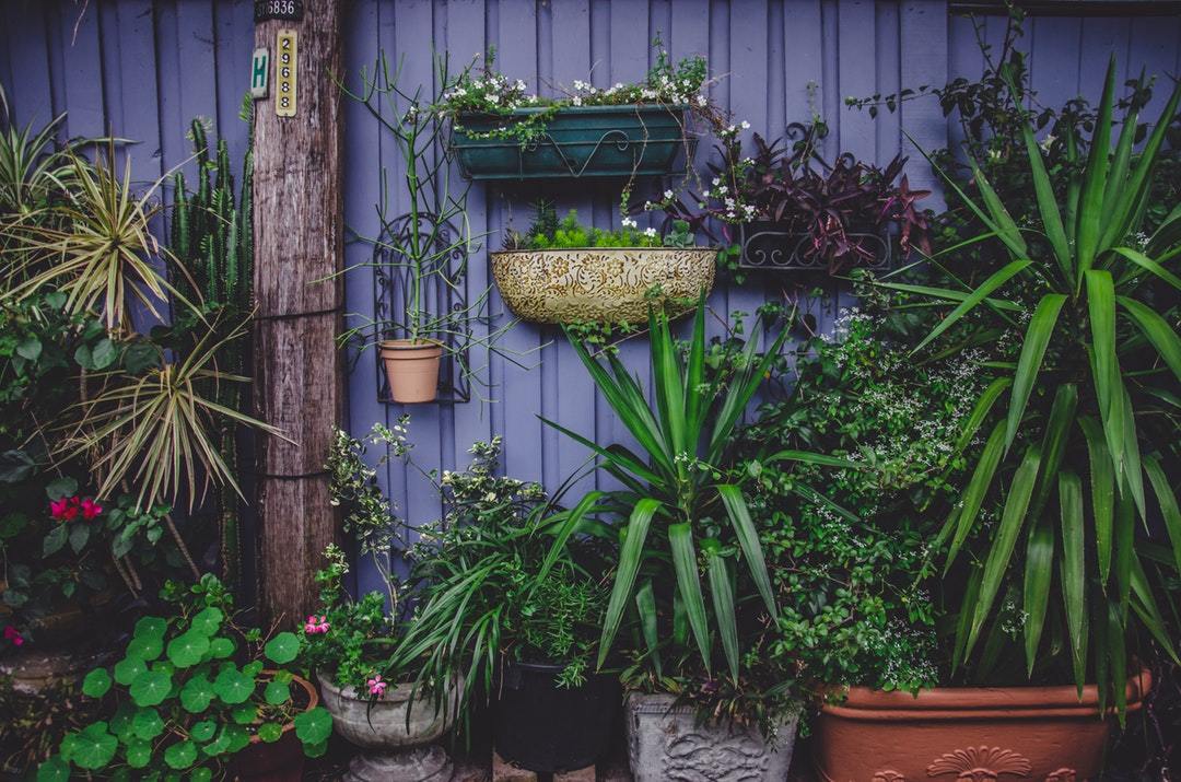 Citrus Trees in Pots