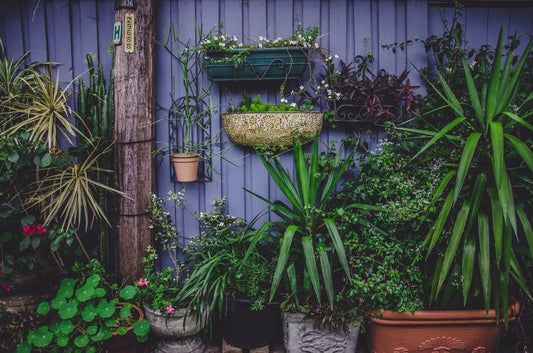Citrus Trees in Pots
