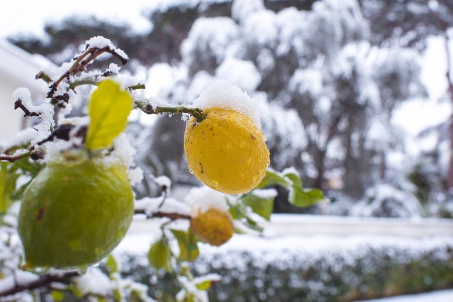 Top Signs of Lemon Tree Cold Damage