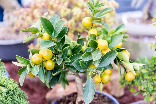 Dwarf Citrus Trees