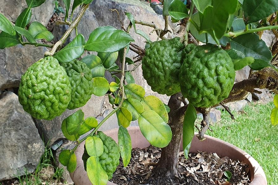 Dwarf Lime Trees Growing in Pots