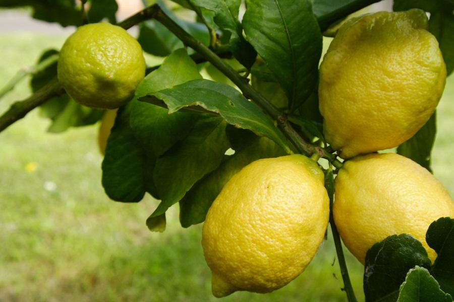 Eureka Lemon Tree