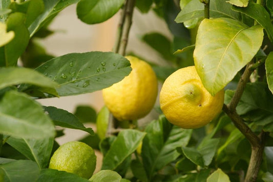 Surprising Facts About Eureka Lemon Trees